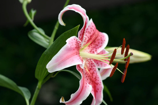 花園里的百合花