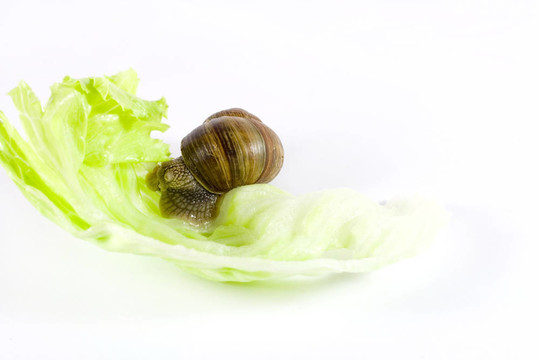 蝸牛