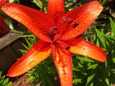 紅虎百合