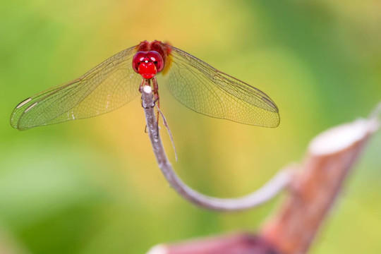 一只蜻蜓（Urothemis signata）