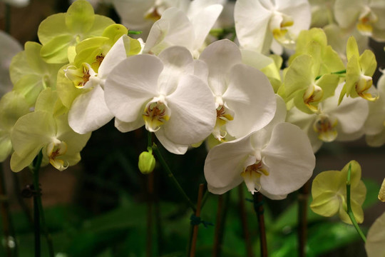 熱帶花卉
