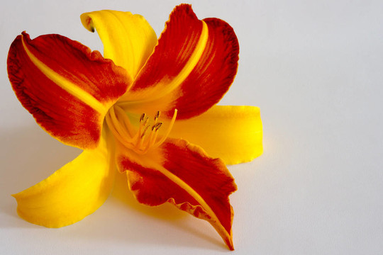 Daylily（萱草）
