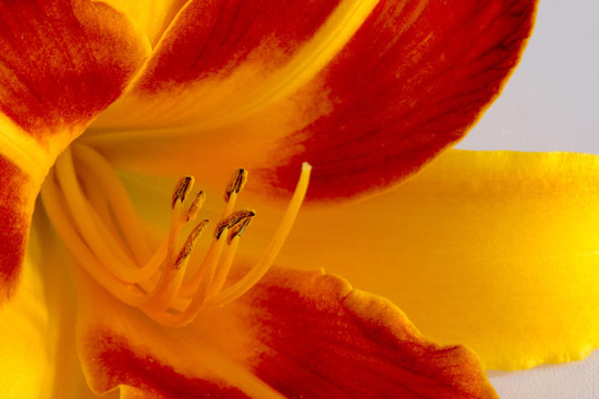 Daylily（萱草）