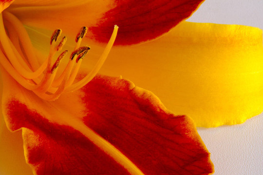 Daylily（萱草）
