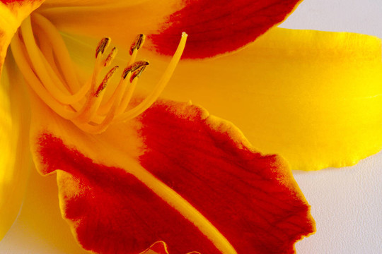Daylily（萱草）