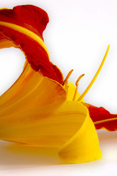 Daylily（萱草）