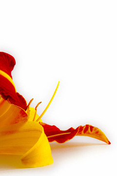 Daylily（萱草）
