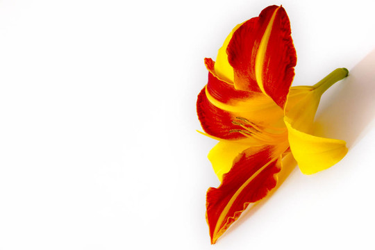 Daylily（萱草）