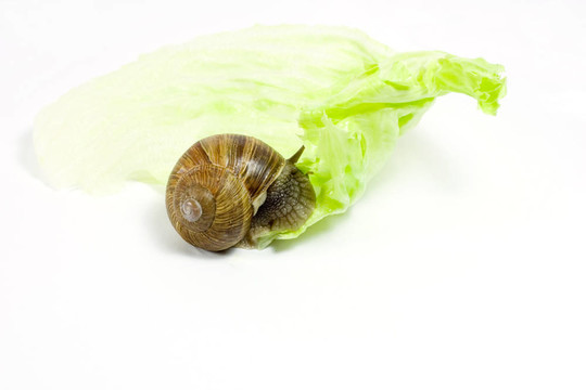 蝸牛