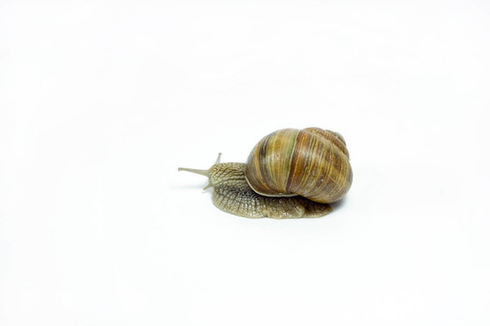 蝸牛