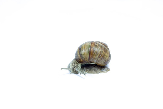 蝸牛