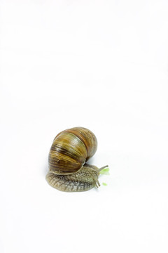 蝸牛