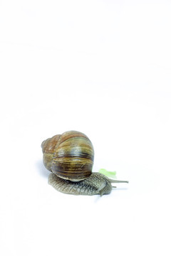 蝸牛