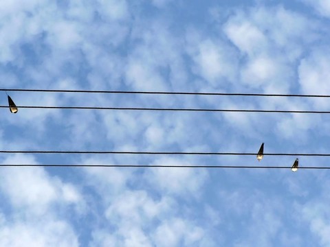 鳥(niǎo)兒在電線上