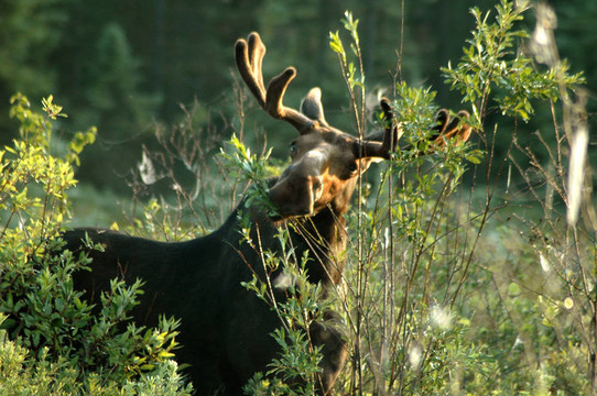 嚼著Moose