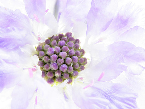 紫scabiose
