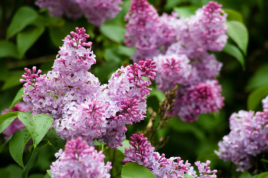 丁香花