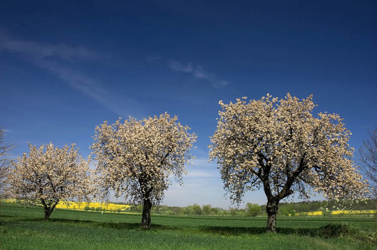 春天樹(shù)木景觀