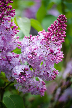 丁香花