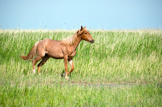 Horsein草原。