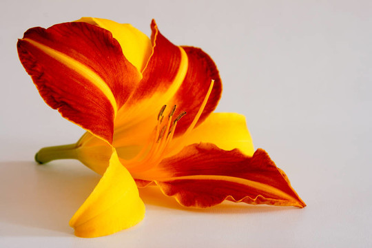 Daylily（萱草）