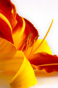 Daylily（萱草）
