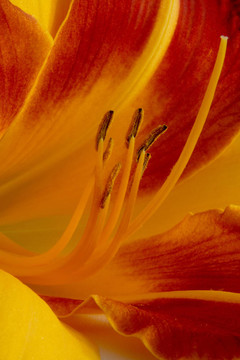 Daylily（萱草）