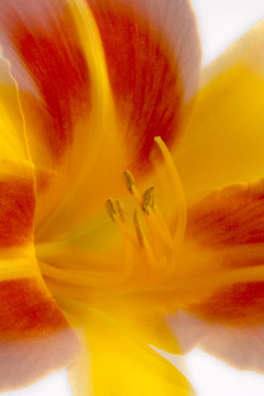 Daylily（萱草）