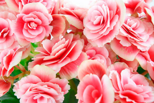 開(kāi)花植物