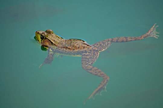 魚(yú)的下面