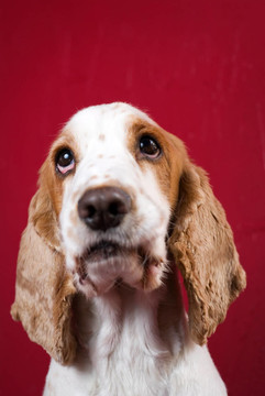 可愛的可卡犬。