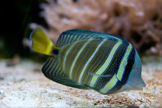 熱帶魚