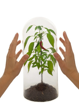 保護(hù)植物
