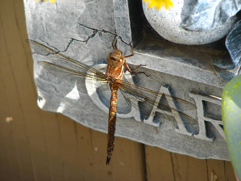 dragonfly1