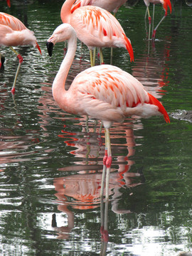 flamingo1