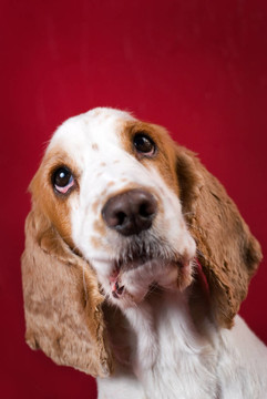 可愛的可卡犬。