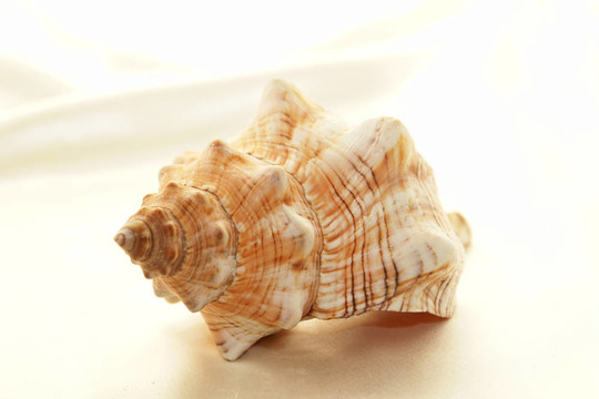海螺殼