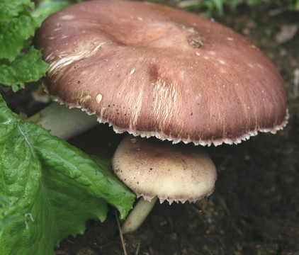 蘑菇