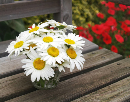 花園里的雛菊
