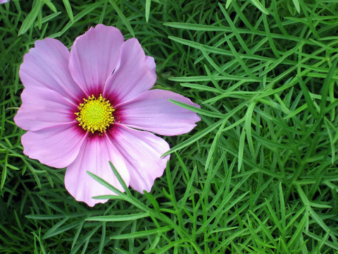 花葉