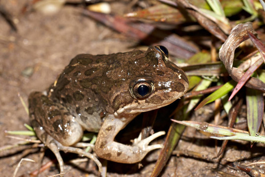 tasmaniesis Limnodynastes