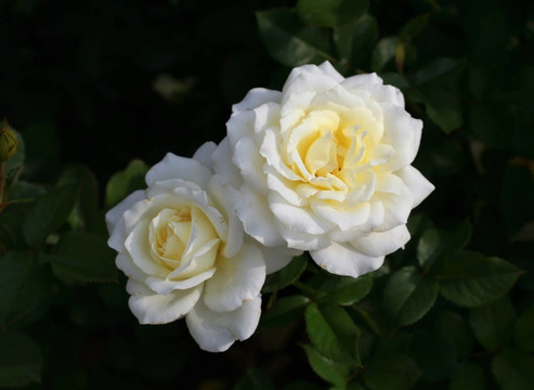 白薔薇