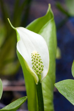 水芋