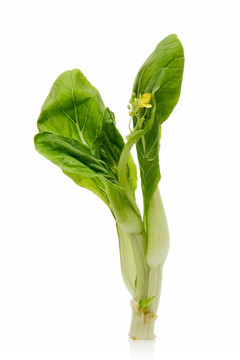 白菜