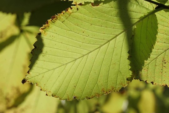逆光的樹(shù)葉