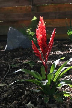 紅色的鳳梨花