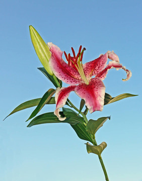 百合花
