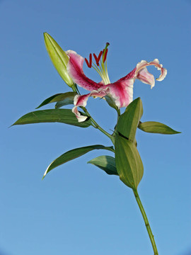 百合花