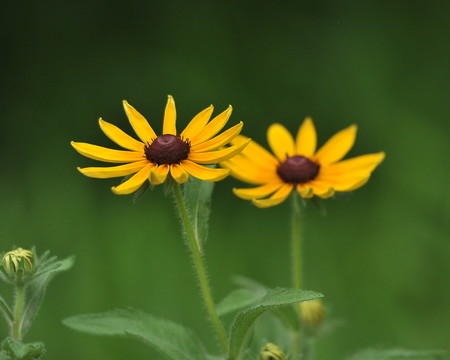 太陽(yáng)花
