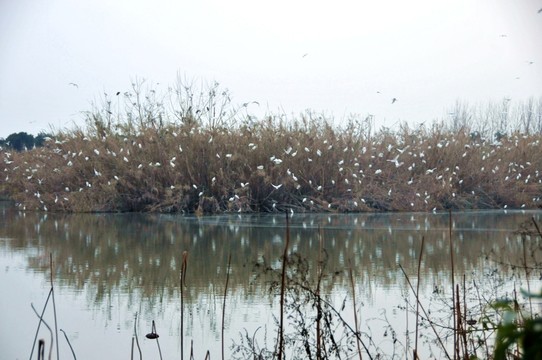 沙家浜風景區(qū)
